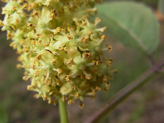 Sambucus racemosa