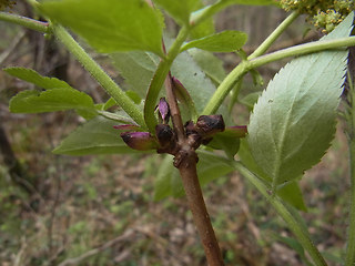 Sambucus racemosa