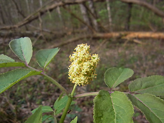 Sambucus racemosa