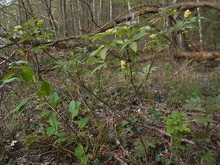 Sambucus racemosa