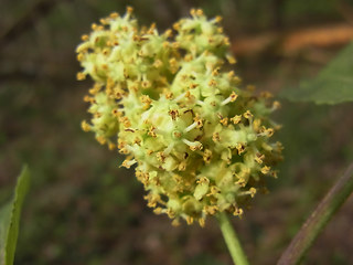 Sambucus racemosa