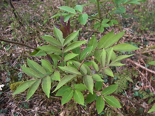 Sambucus racemosa