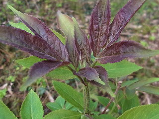 Sambucus racemosa