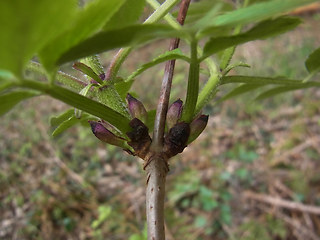 Sambucus racemosa