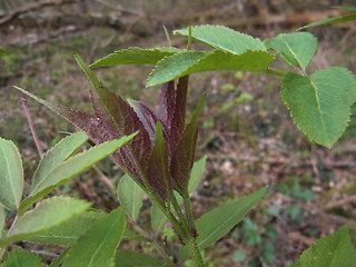 Sambucus racemosa