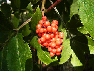 Sambucus racemosa