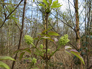 Sambucus racemosa