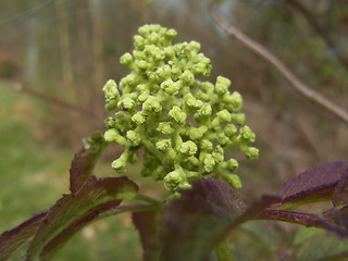 Sambucus racemosa