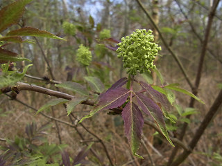 Sambucus racemosa