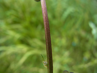 Sanguisorba minor