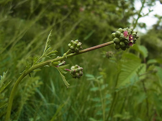 Sanguisorba minor