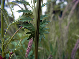 Sanguisorba minor