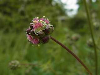 Sanguisorba minor