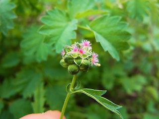 Sanguisorba minor