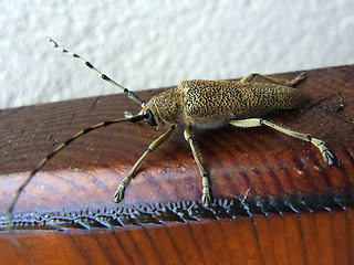 Saperda carcharias