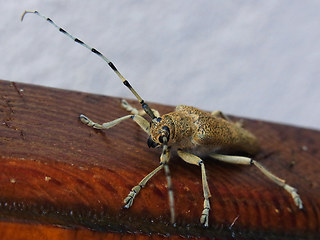 Saperda carcharias