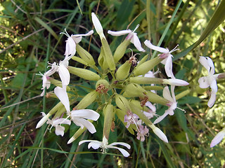 Saponaria officinalis