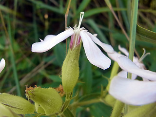 Saponaria officinalis