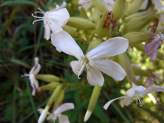 Saponaria officinalis