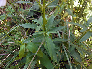 Saponaria officinalis