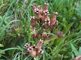 Saponaria officinalis