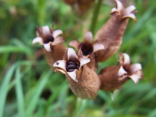 Saponaria officinalis