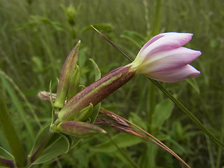 Saponaria officinalis