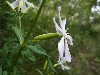 Saponaria officinalis