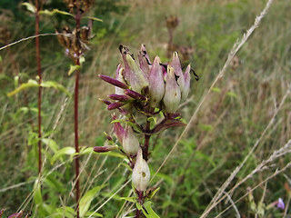 Saponaria officinalis