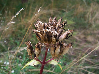 Saponaria officinalis