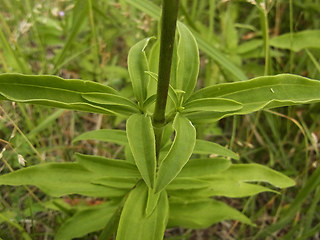 Saponaria officinalis