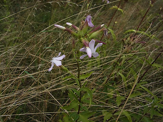 Saponaria officinalis