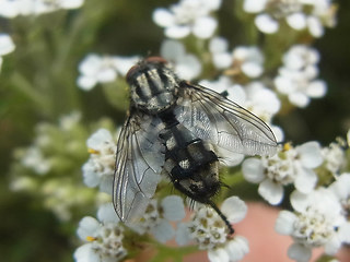 Sarcophaga carnaria