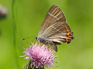 Satyrium w_album