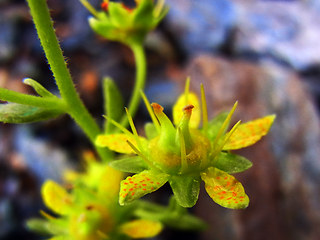 Saxifraga aizoides