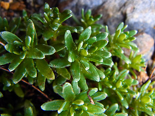 Saxifraga aizoides