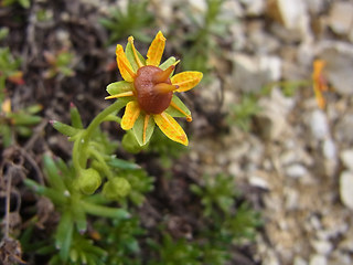 Saxifraga aizoides