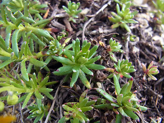 Saxifraga aizoides