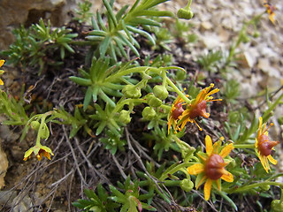 Saxifraga aizoides
