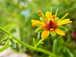 Saxifraga aizoides