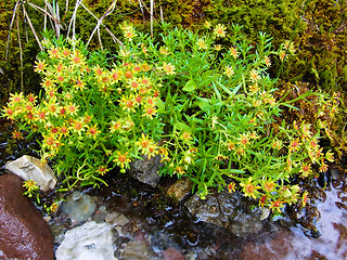 Saxifraga aizoides