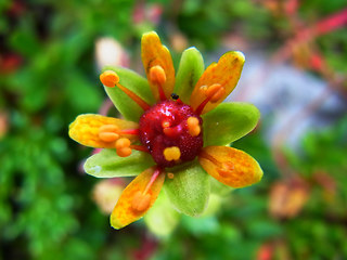 Saxifraga aizoides