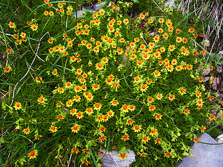 Saxifraga aizoides