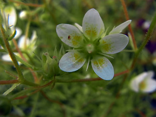 Saxifraga aspera