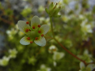 Saxifraga aspera