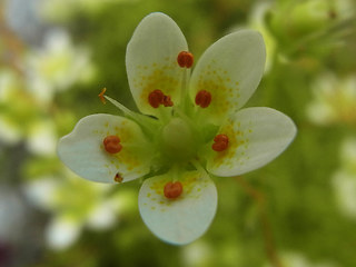 Saxifraga aspera