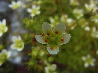 Saxifraga aspera