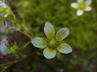 Saxifraga aspera