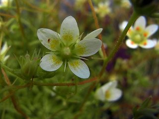 Saxifraga aspera