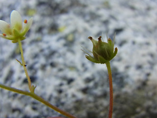 Saxifraga aspera